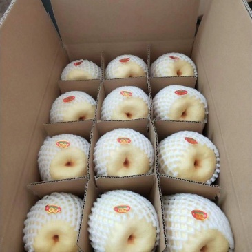 山西蜜梨