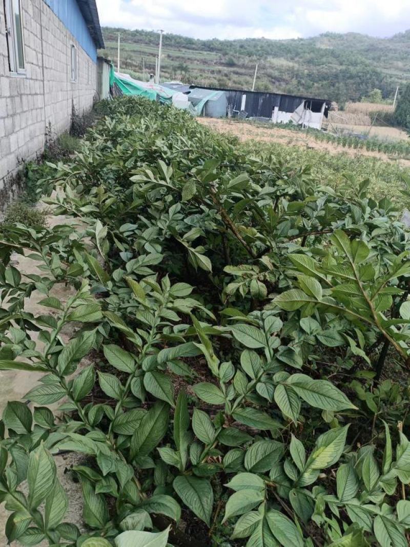 贵州基地魔芋基地直发需要的提前联系