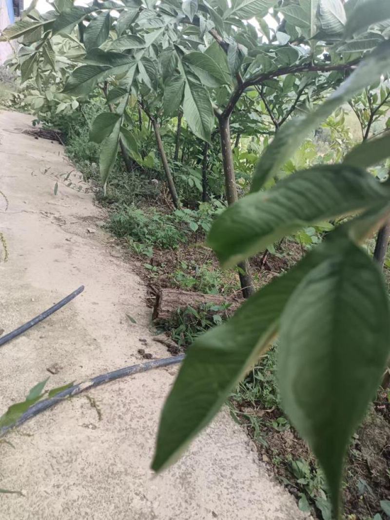 贵州基地魔芋基地直发需要的提前联系