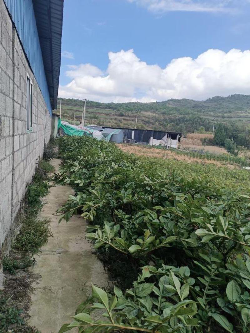 贵州基地魔芋基地直发需要的提前联系