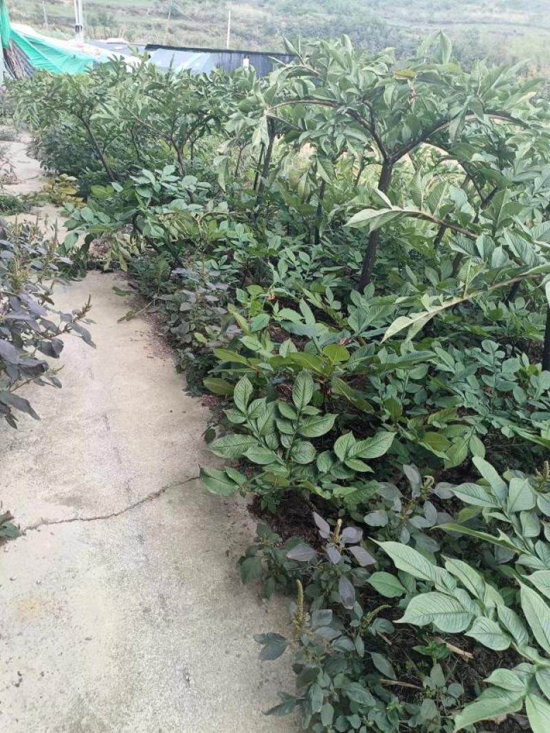 贵州基地魔芋基地直发需要的提前联系