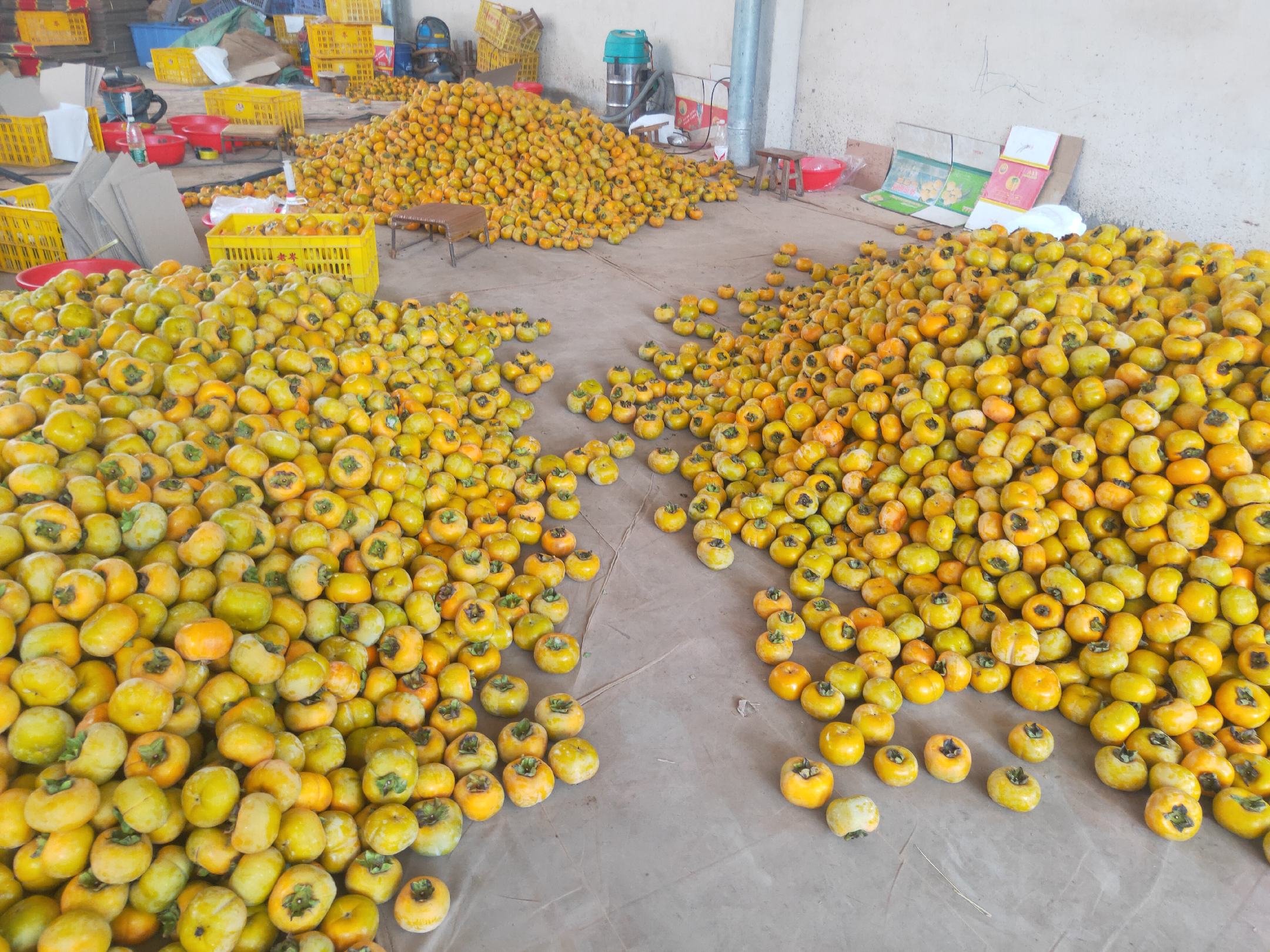 脆柿现代化种植基地航拍图