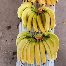 『精品』香蕉，大量现货供应，货源充足可以视频