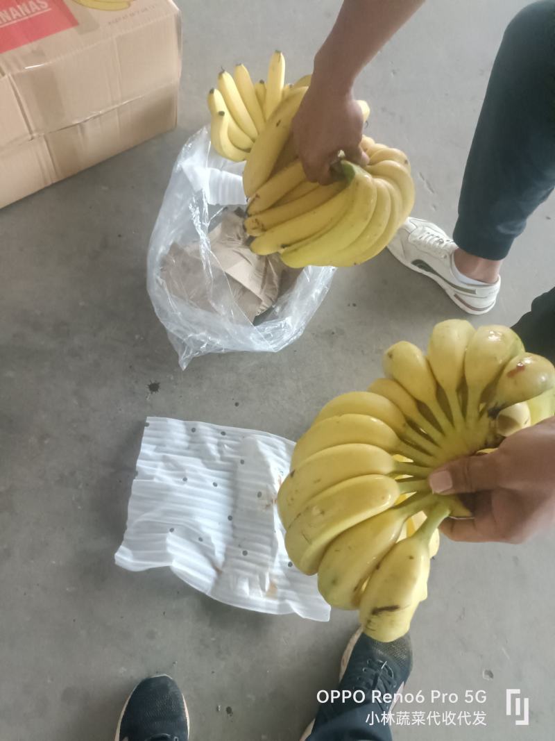『精品』香蕉，大量现货供应，货源充足可以视频看货