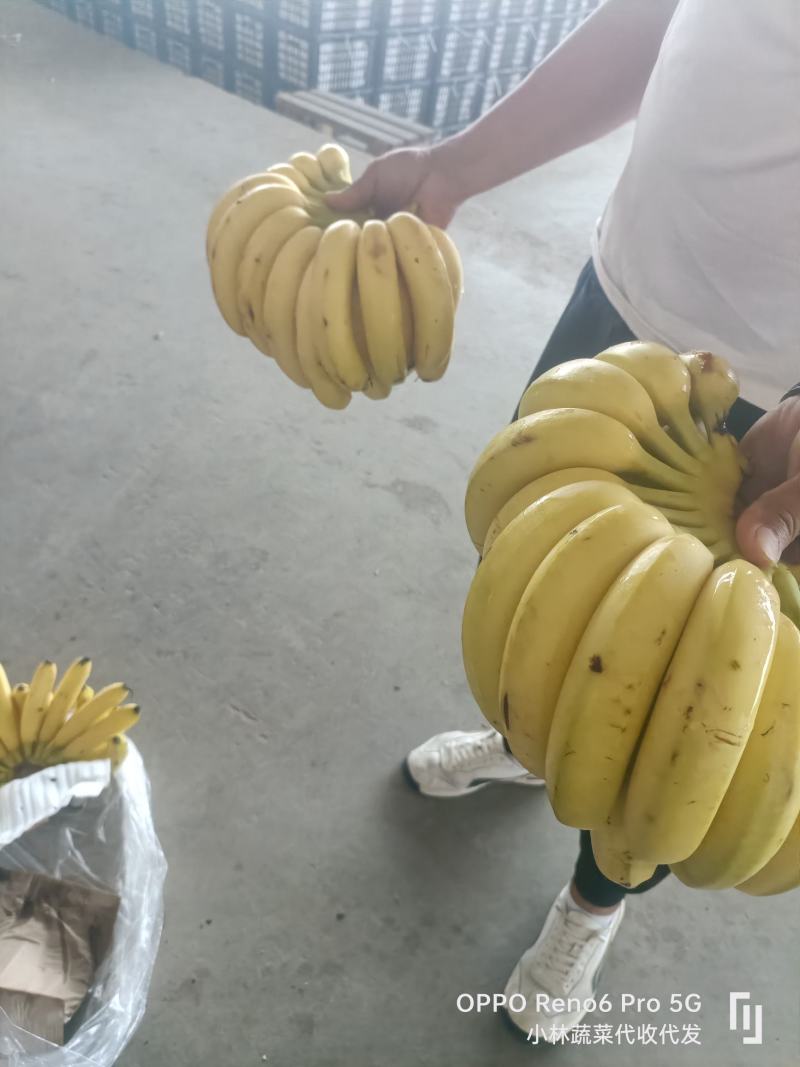 『精品』香蕉，大量现货供应，货源充足可以视频看货