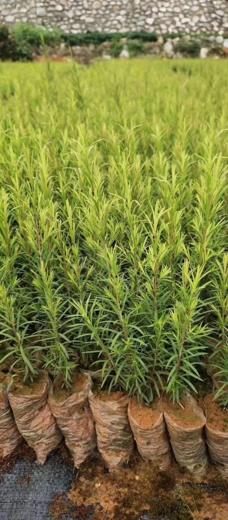 澳洲茶树苗互叶白千层4-松油醇型组培苗高度15-30