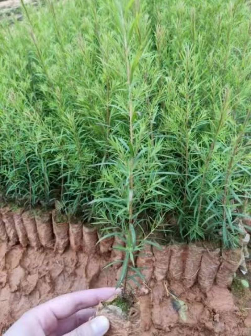 澳洲茶树苗互叶白千层4-松油醇型组培苗高度15-30