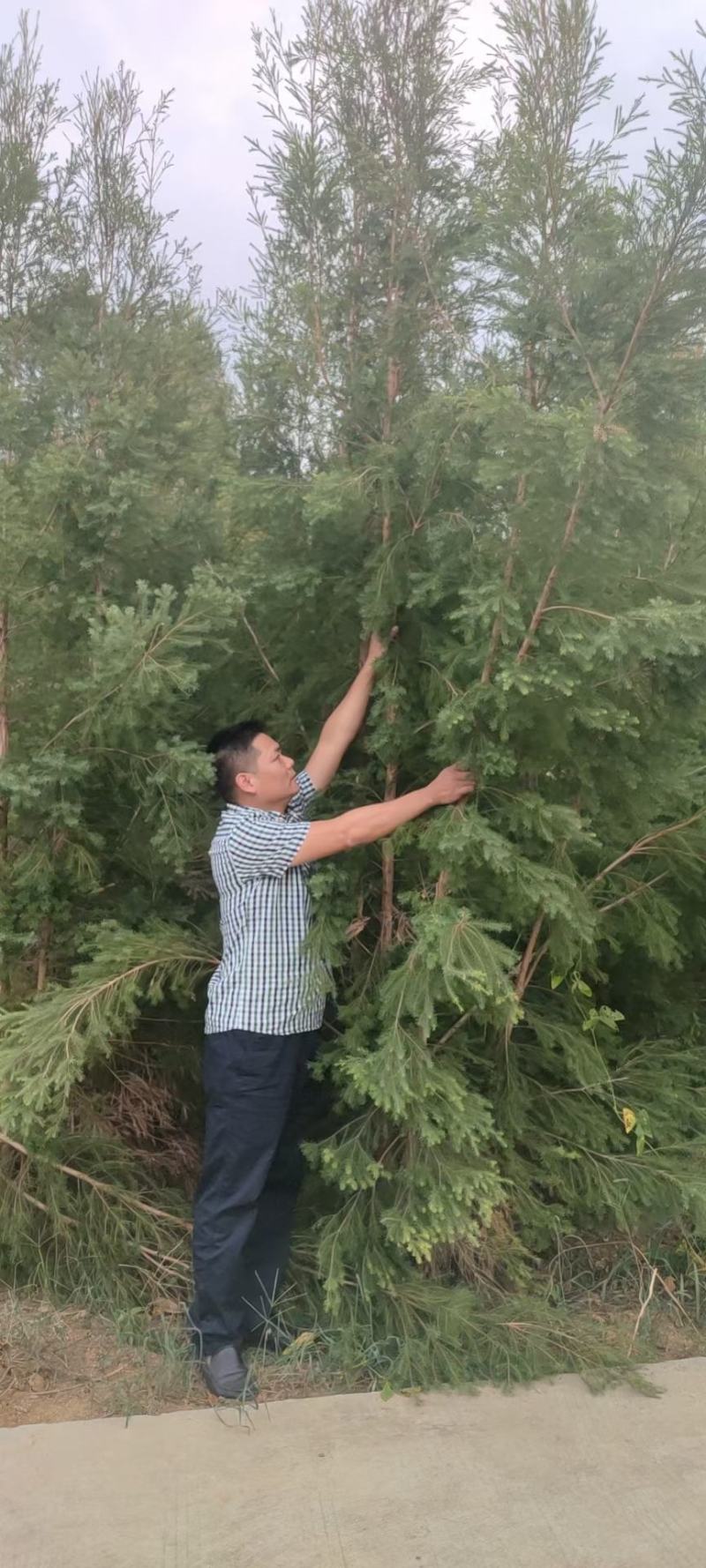 澳洲茶树苗互叶白千层4-松油醇型组培苗高度15-30