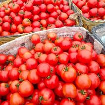 西红柿大量供应、质量保证、欢迎采购1111