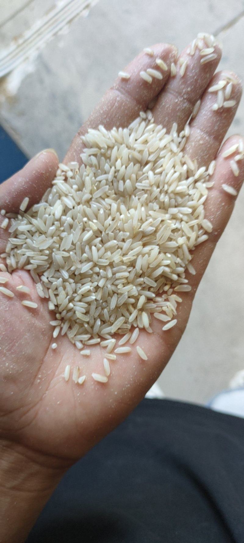 色选米大量有货