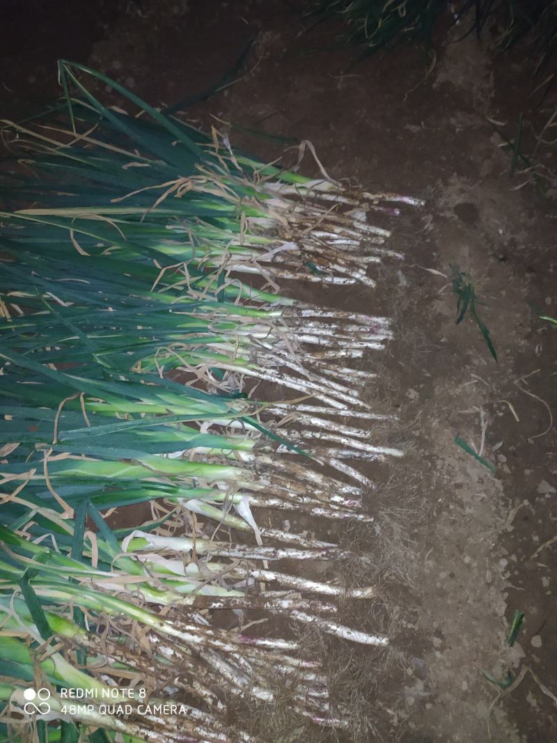 优质长白大葱种植基地欢迎广大客户前来订购
