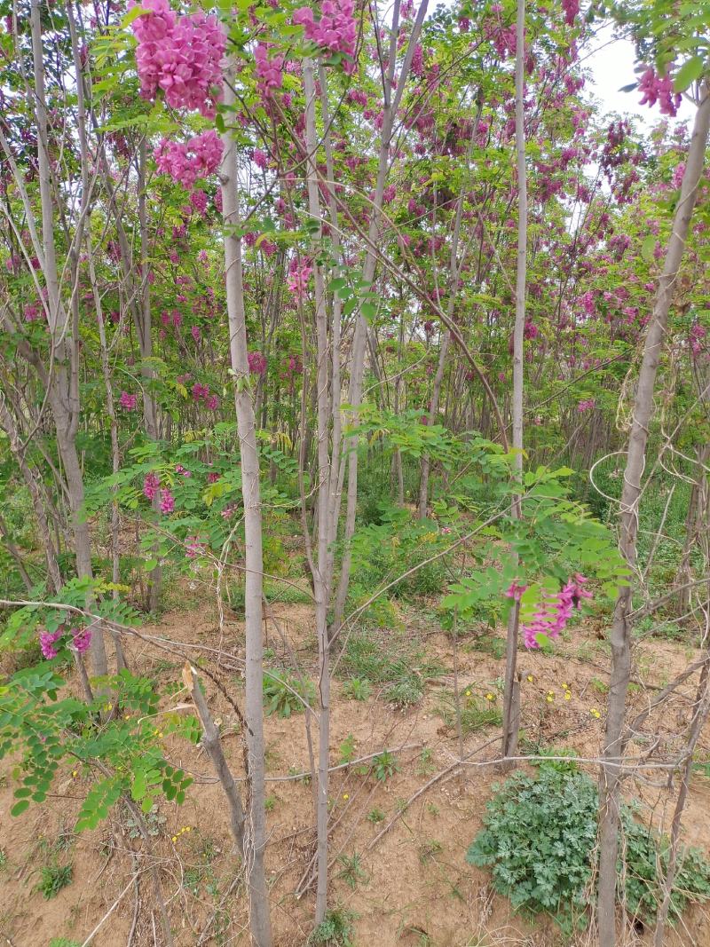 香花槐红花槐苗、根生苗品种纯正易成活包邮