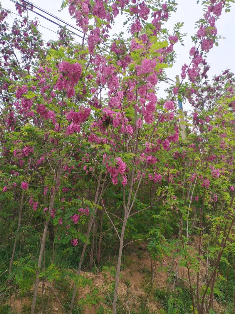 香花槐红花槐苗、根生苗品种纯正易成活包邮