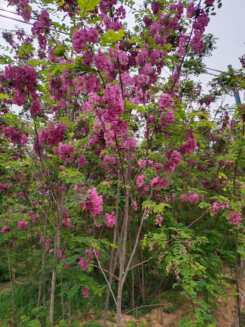 香花槐红花槐苗、根生苗品种纯正易成活包邮