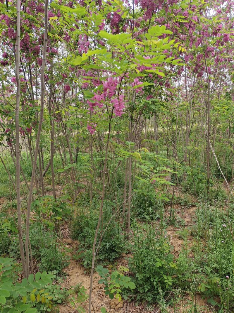 香花槐红花槐苗、根生苗品种纯正易成活包邮