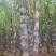 自家种植，自产自销，价格美丽