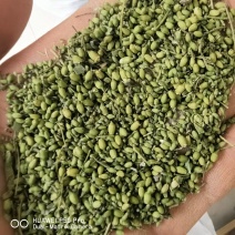 槐米颜色青关书药业批发各种规格中药材