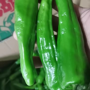 芜湖椒大量供应质量保障量大需要的老板选购