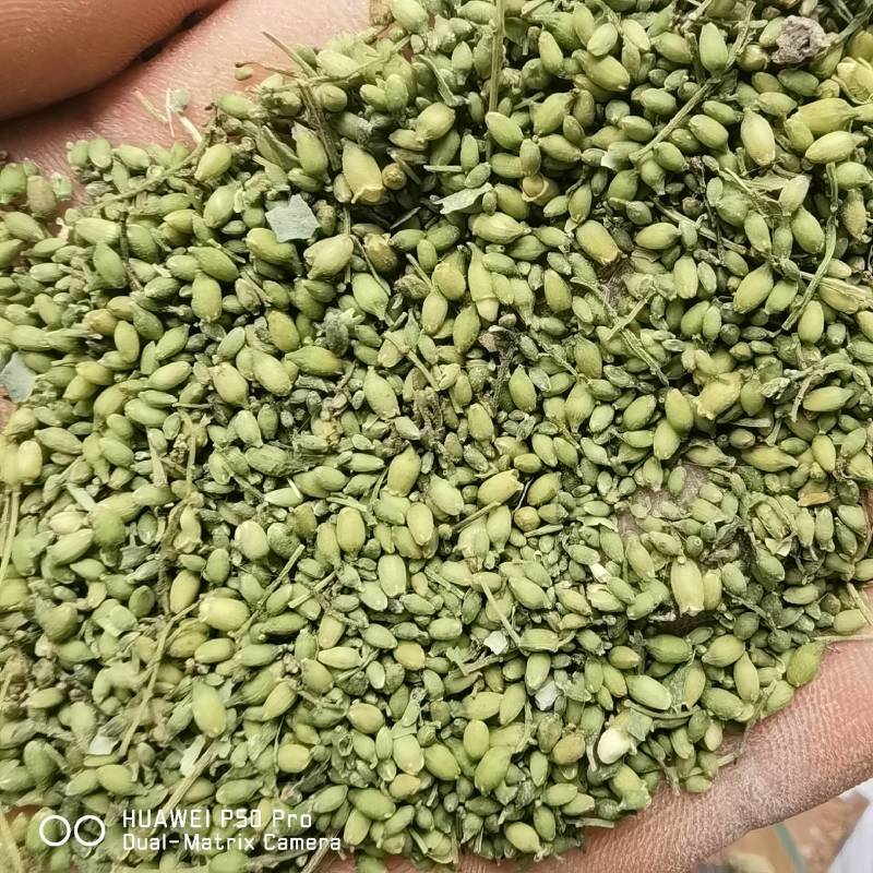 槐米颜色青关书药业批发各种规格中药材