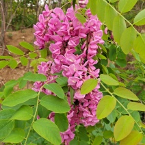 香花槐红花槐苗、根生苗品种纯正易成活包邮