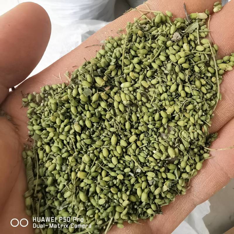 槐米颜色青关书药业批发各种规格中药材