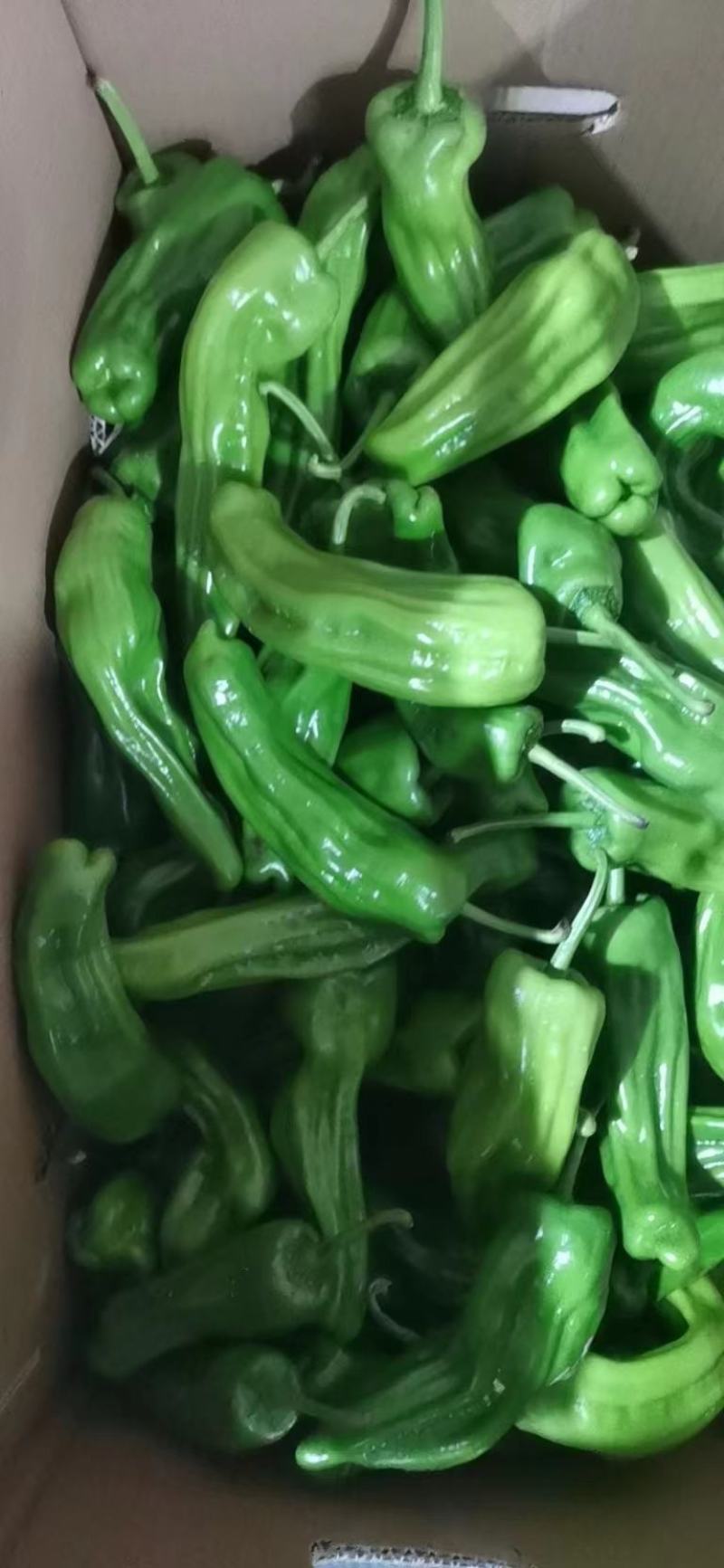 芜湖椒大量供应质量保障量大需要的老板选购