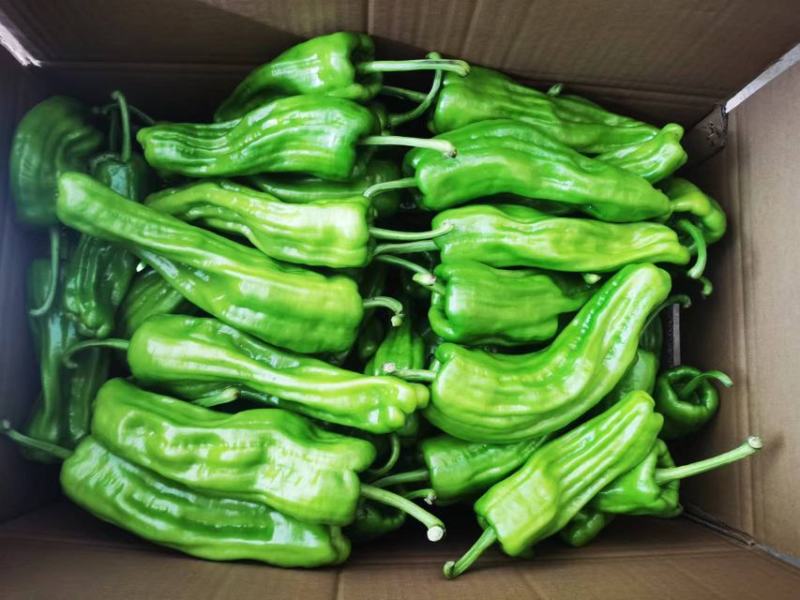 芜湖椒大量供应质量保障量大需要的老板选购