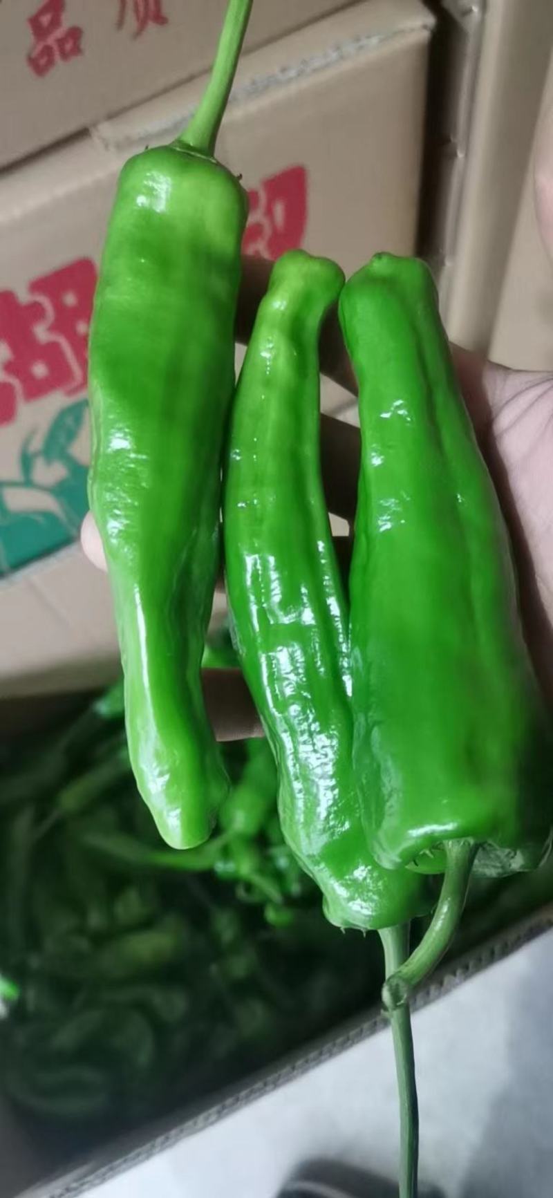 芜湖椒大量供应质量保障量大需要的老板选购
