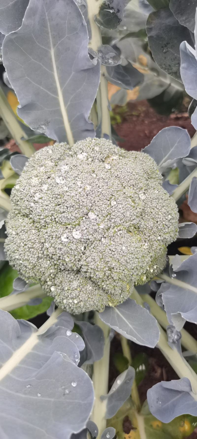西兰花