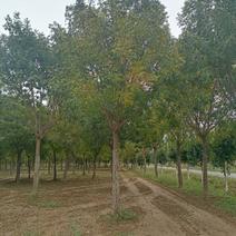 黄莲木，基地种植面积广，品种多，规格全，数量大，