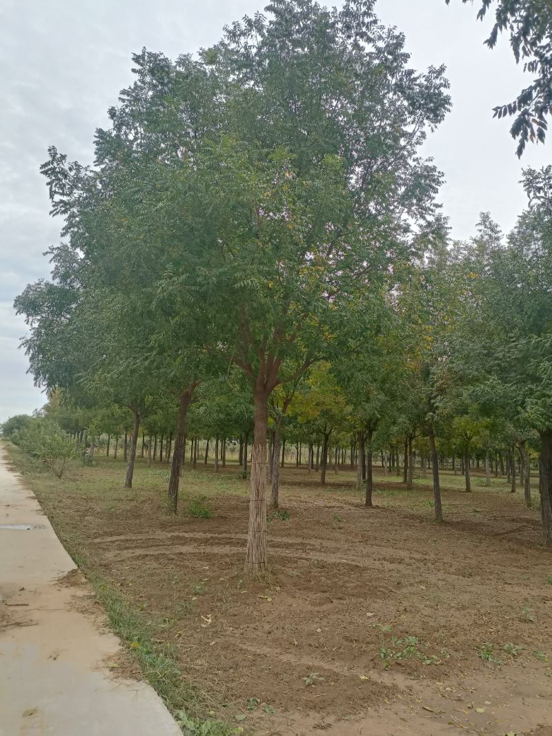 黄莲木，基地种植面积广，品种多，规格全，数量大，