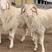精品小尾寒种羊怀孕母羊手续齐全包成活提供技术全国包