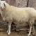 精品小尾寒种羊怀孕母羊手续齐全包成活提供技术全国包