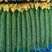 曲堤黄瓜干花带刺优质商品黄瓜对接市场电商欢迎电联