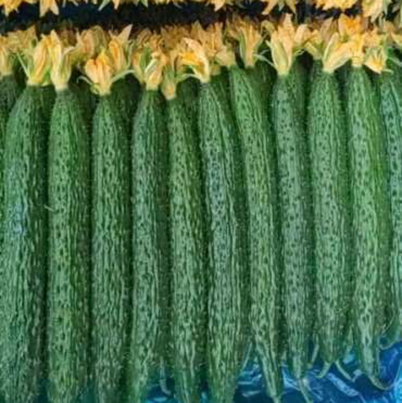 曲堤黄瓜干花带刺优质商品黄瓜对接市场电商欢迎电联