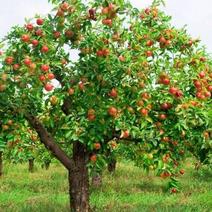 当年新苹果种子红富士梨树种子四季播水果苹果树的种子室内