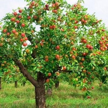 当年新苹果种子红富士梨树种子四季播水果苹果树的种子室内