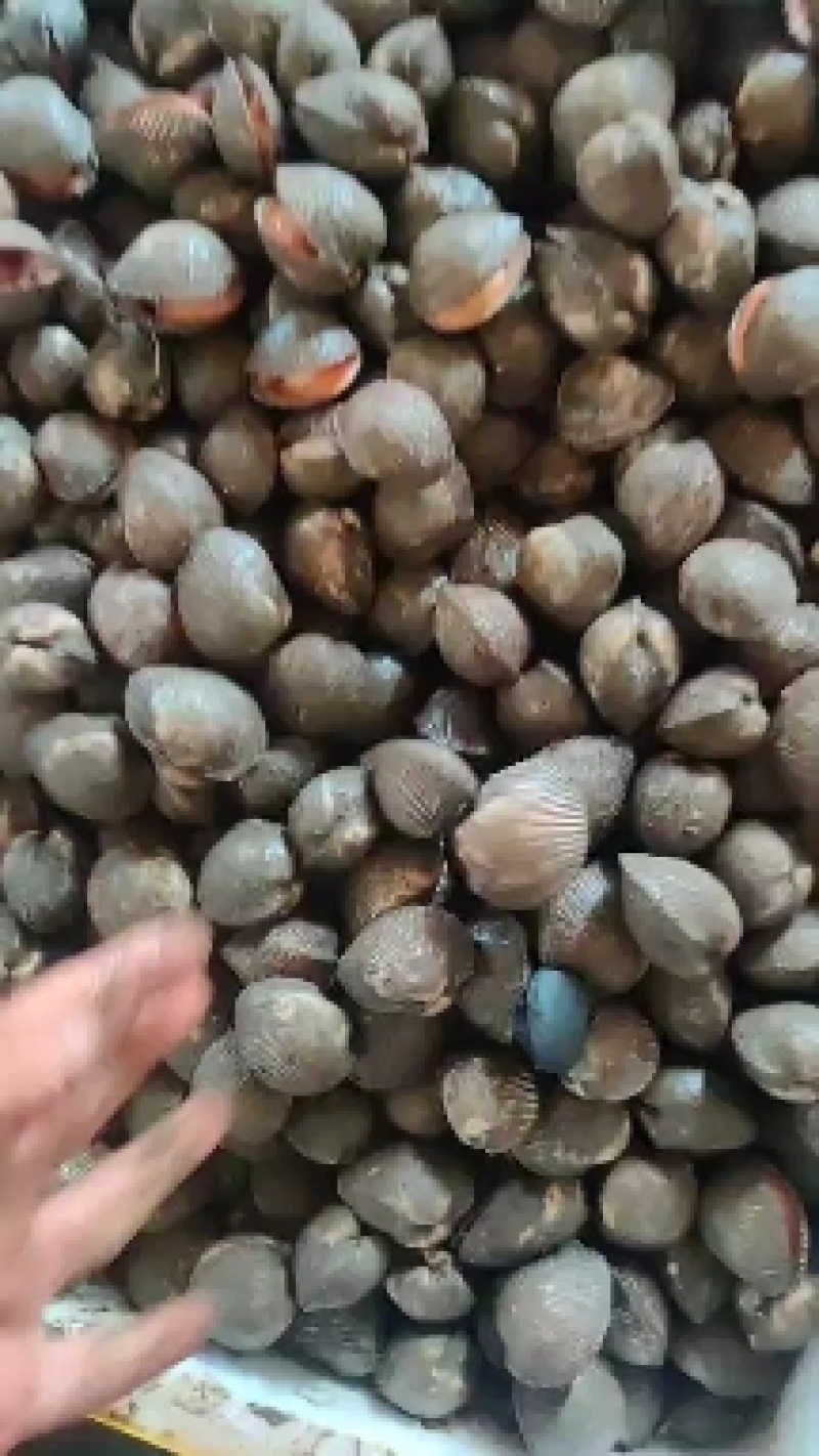 小赤贝！大量有货，价格冰点！有量的老板来