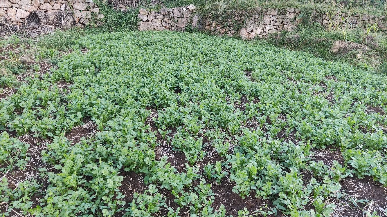 野生香菜抗氧化实验场景,科研人员在实验室中进行香菜提取物的抗氧化活性检测 野生香菜抗氧化实验