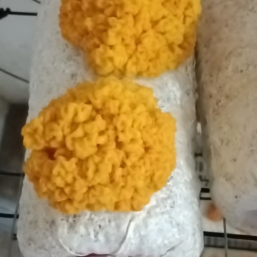 金耳菌