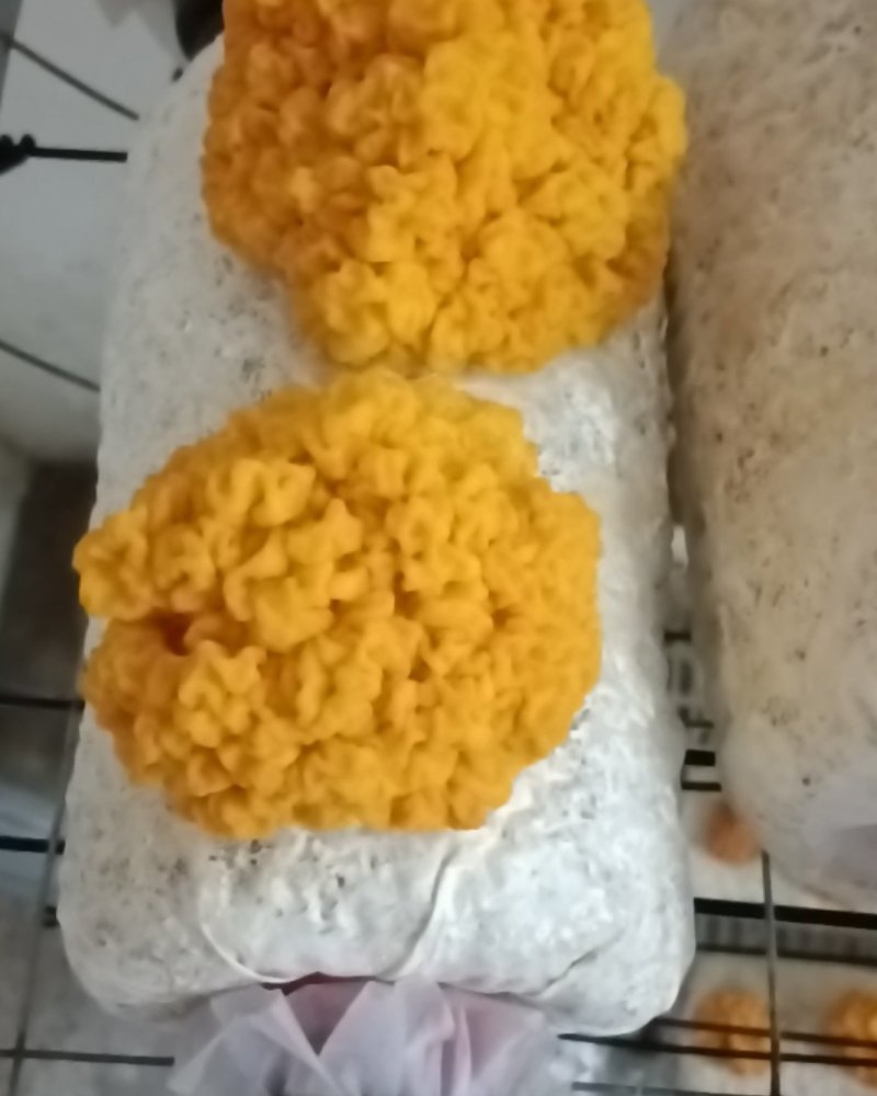 金耳菌