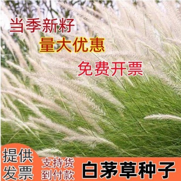 野生茅草种子白茅根草种子白茅草种子白茅花丝茅花白茅