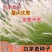 野生茅草种子白茅根草种子白茅草种子白茅花丝茅花白茅