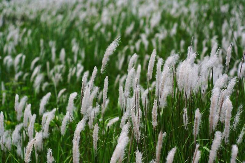 野生茅草种子白茅根草种子白茅草种子白茅花丝茅花白茅