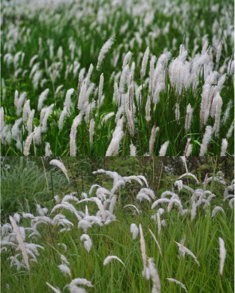 野生茅草种子白茅根草种子白茅草种子白茅花丝茅花白茅