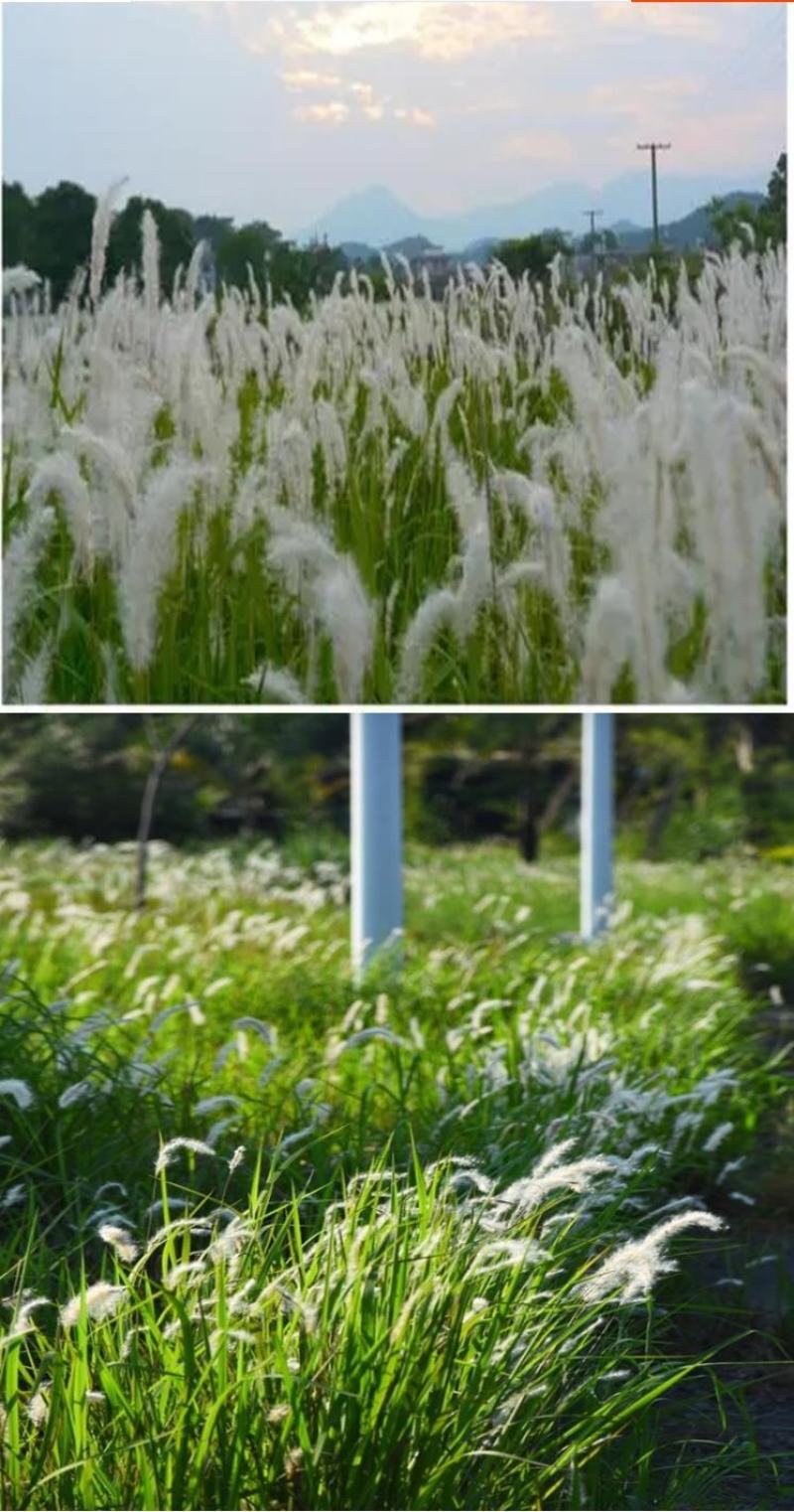 野生茅草种子白茅根草种子白茅草种子白茅花丝茅花白茅