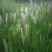 野生茅草种子白茅根草种子白茅草种子白茅花丝茅花白茅