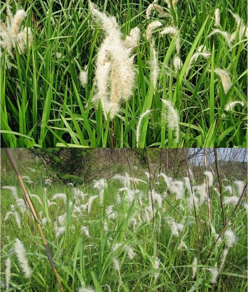 野生茅草种子白茅根草种子白茅草种子白茅花丝茅花白茅