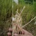 野生茅草种子白茅根草种子白茅草种子白茅花丝茅花白茅