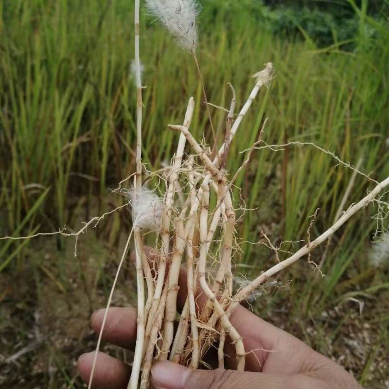 野生茅草种子白茅根草种子白茅草种子白茅花丝茅花白茅
